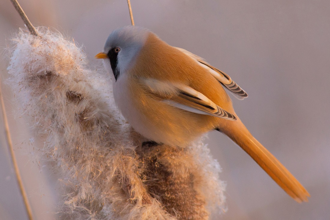 Усатая синица (Panurus biarmicus). Вес — 12-20 г, длина — 16-19 см, размах крыльев — 18-20 см