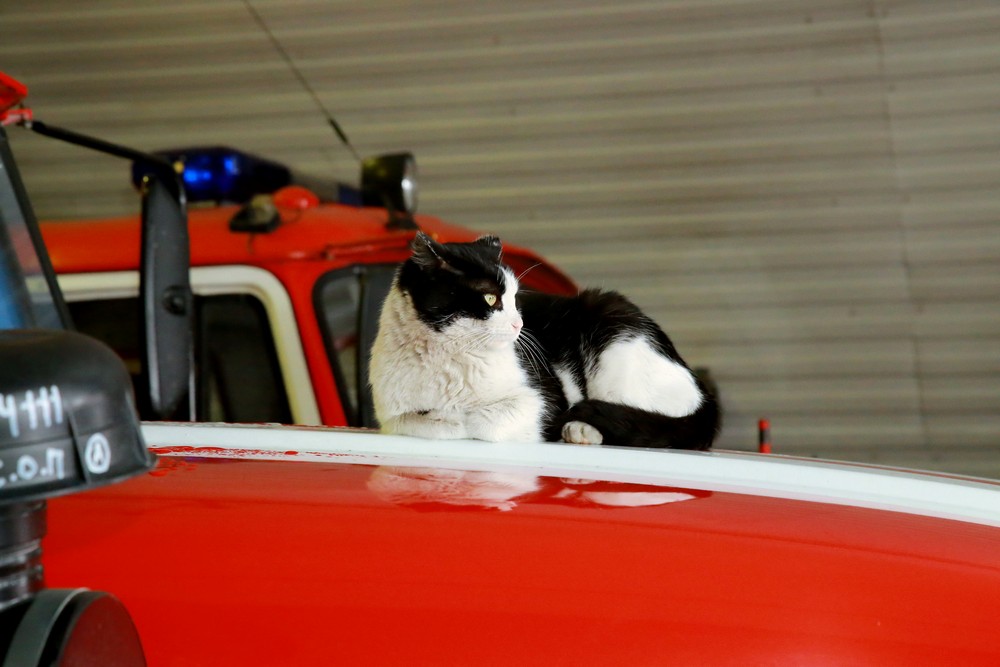 Кот Гидрант