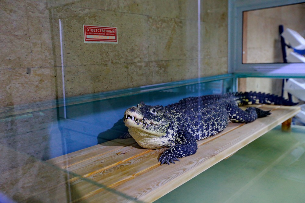 Крокодил Кузя