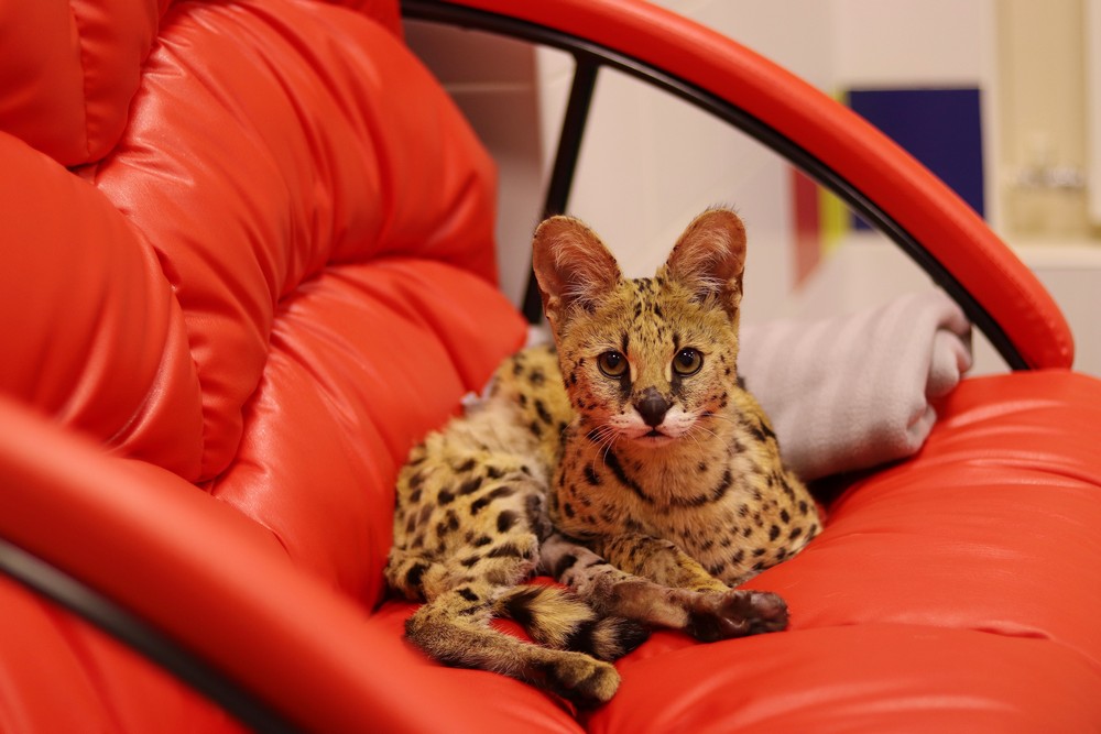 Сервал Тиффани в ветеринарной клинике. Август 2021 года