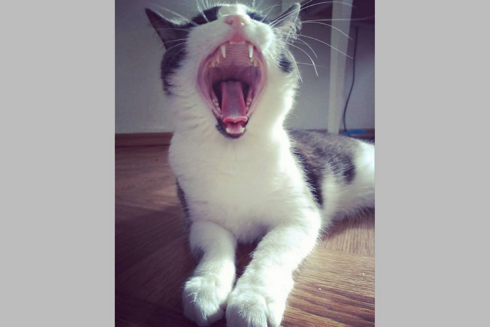 Василий-Колбасилий