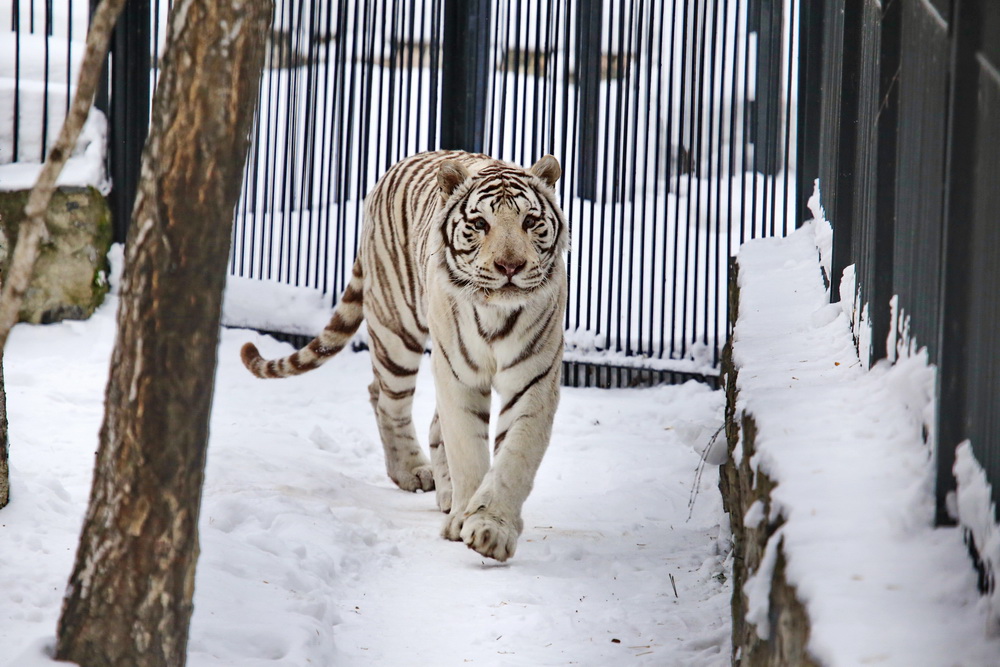 Бенгальский тигр Зао