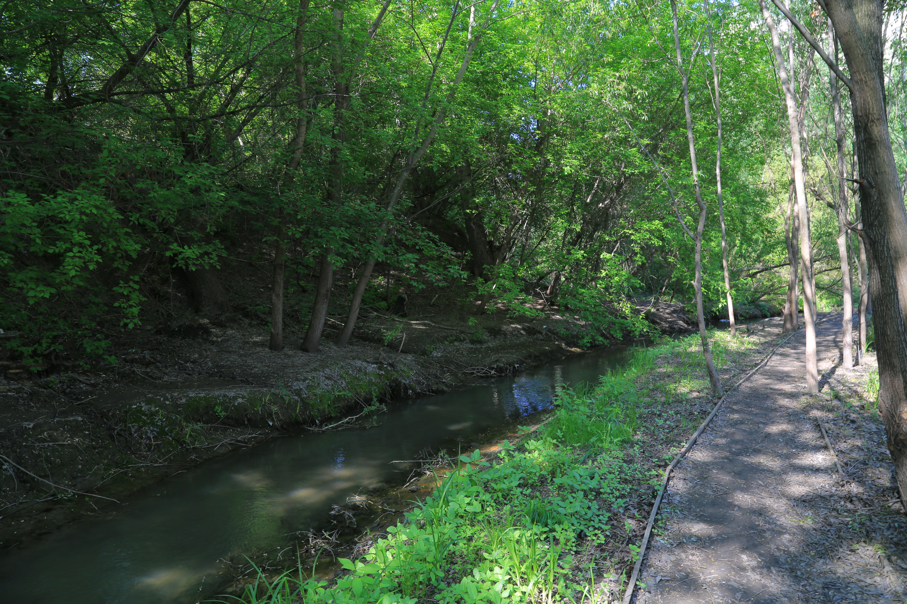 Ельцовский парк (июнь 2023 года)