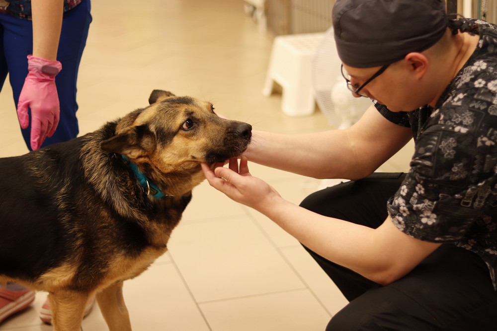 Собаке Брунгильде сделали новые лапы. Июль 2021 года