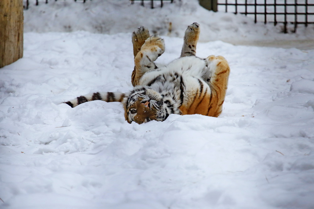 Амурская тигрица Лапа