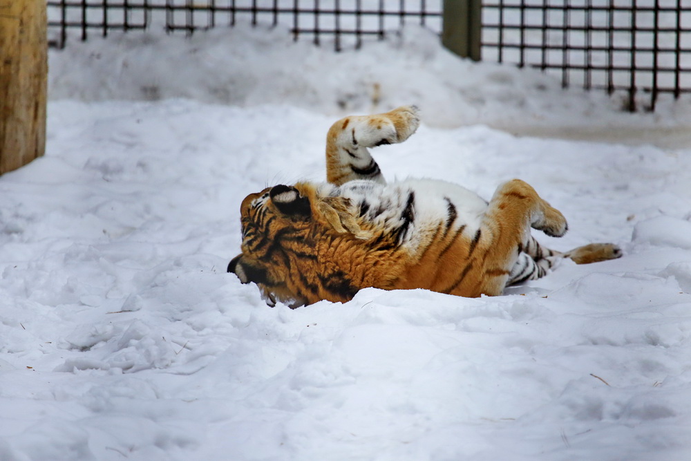 Амурская тигрица Лапа