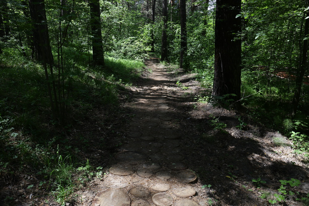 Заельцовский парк. Июнь 2022 года