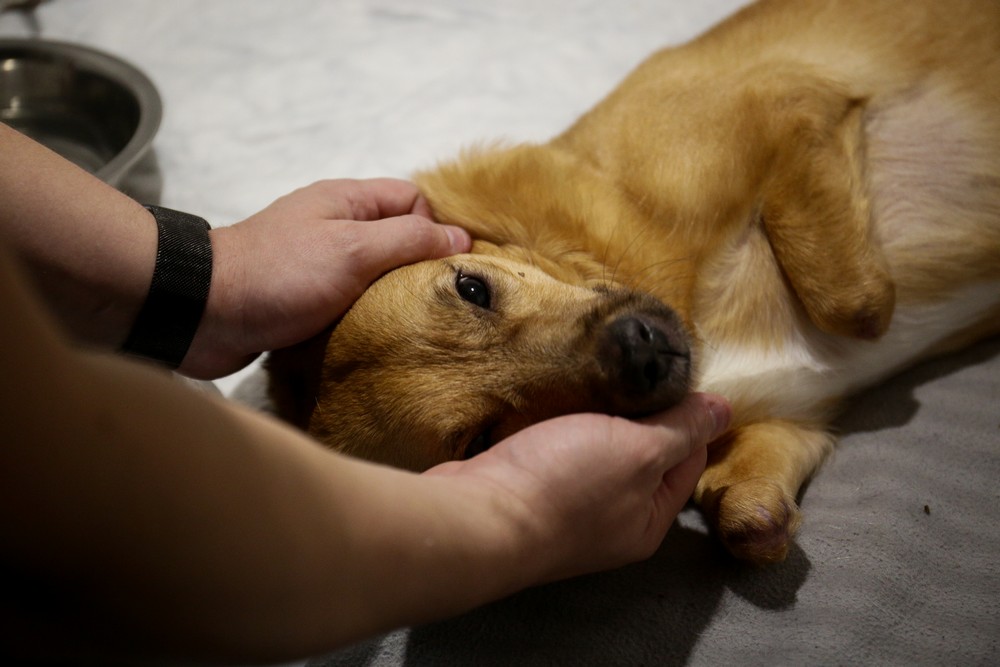 Собака на лечении в ветклинике. Сентябрь 2021 года