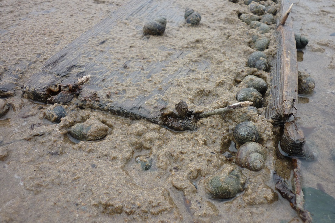 Старый Бердск