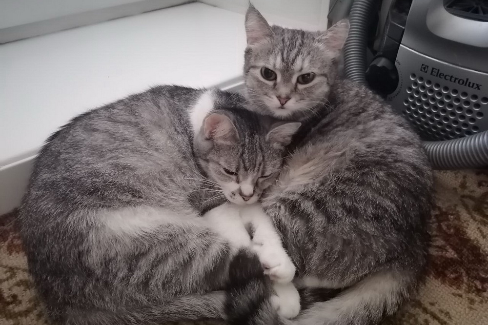 Степан и Фрося