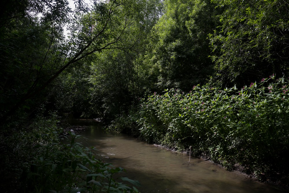 На месте будущего парка в пойме Ельцовки