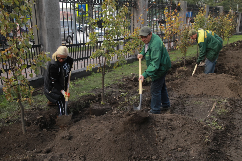 Зелёную стену из 77 лип создают в сквере Героев Революции. Август 2020 года