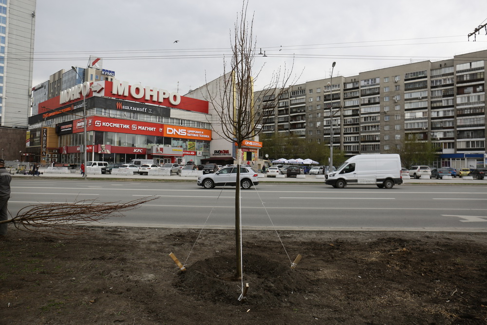 Высадка лип на Вокзальной магистрали. Май 2022 года