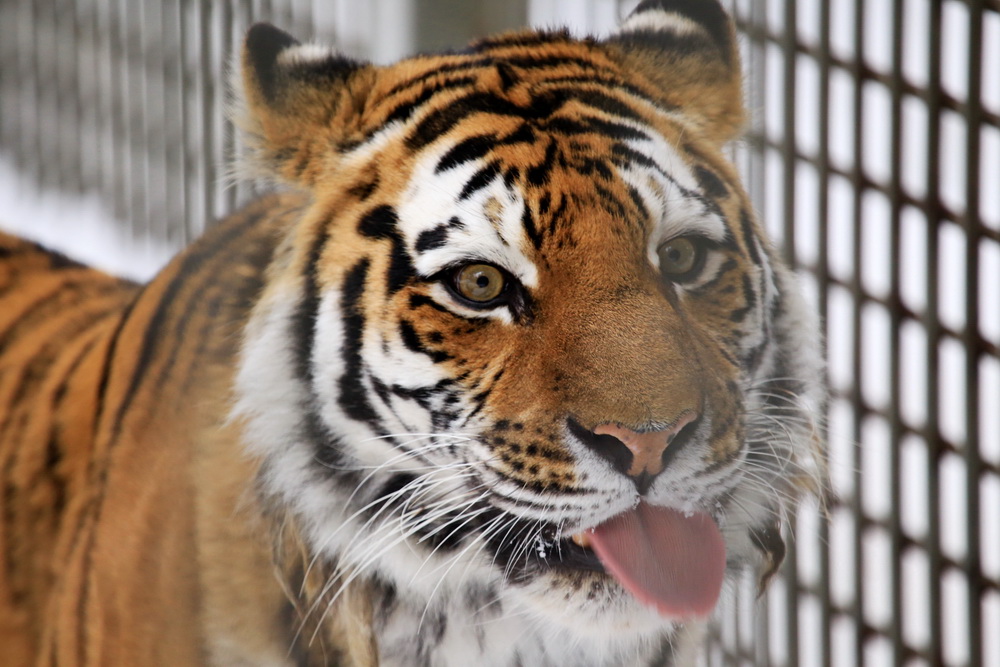 Амурский тигр Максимус