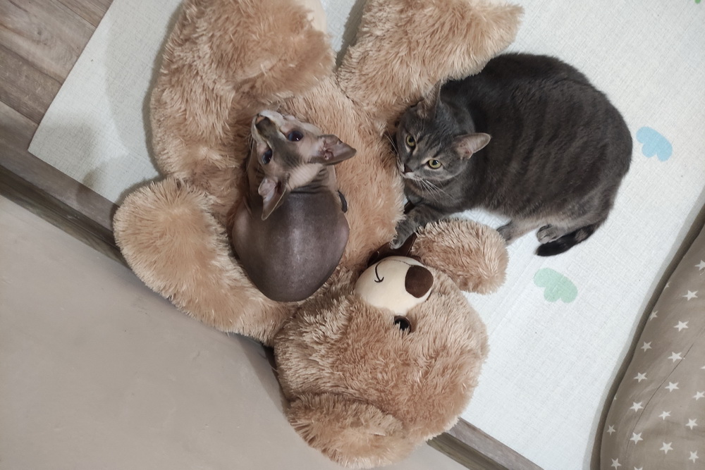 Оливия и Черчилль