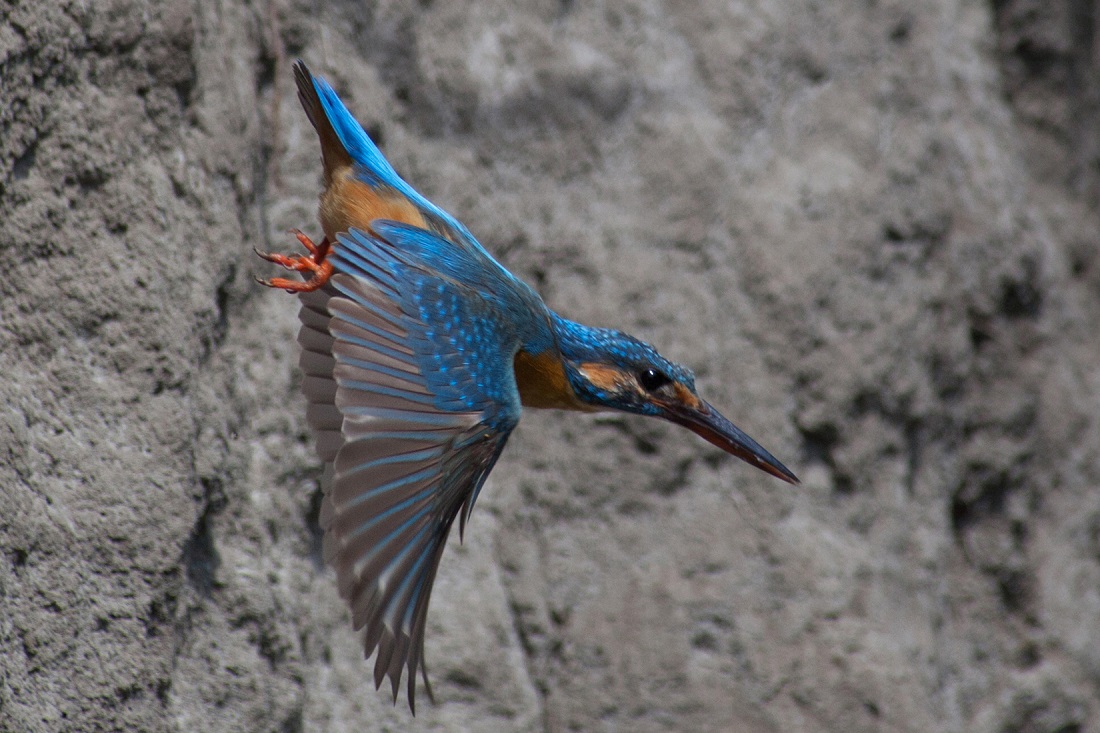 Зимородок (Alcedo atthis). Вес — 25-45 г, длина — 16-19 см, размах крыльев — 26-29 см