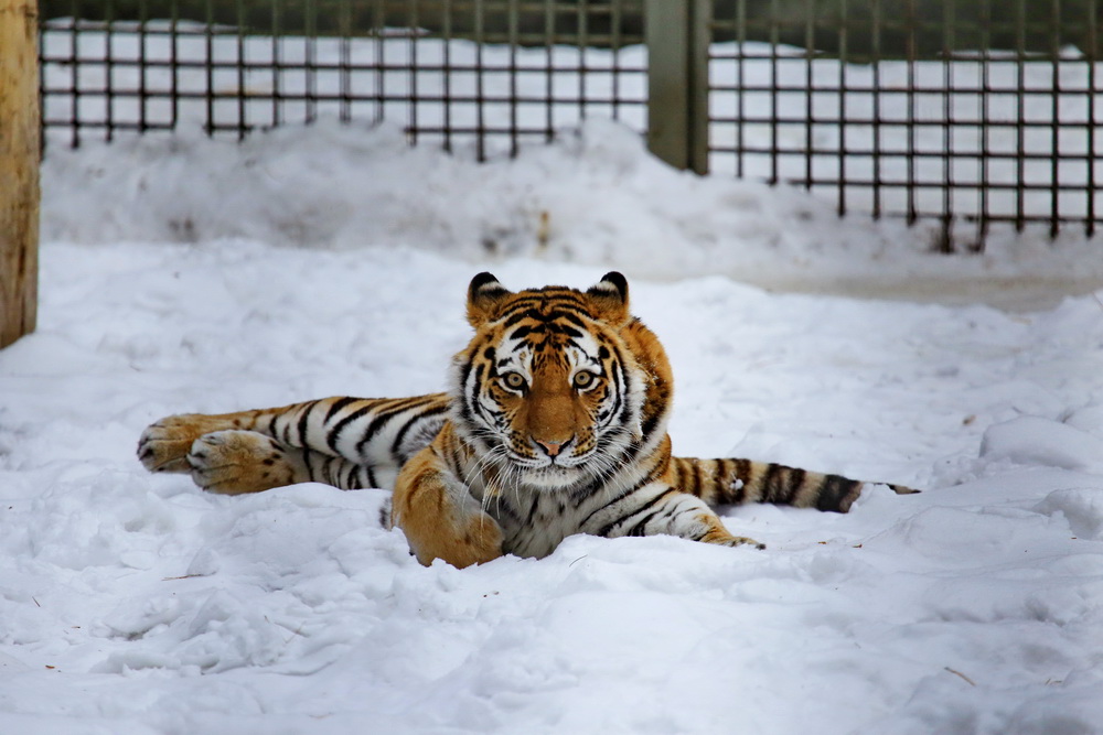 Амурская тигрица Лапа