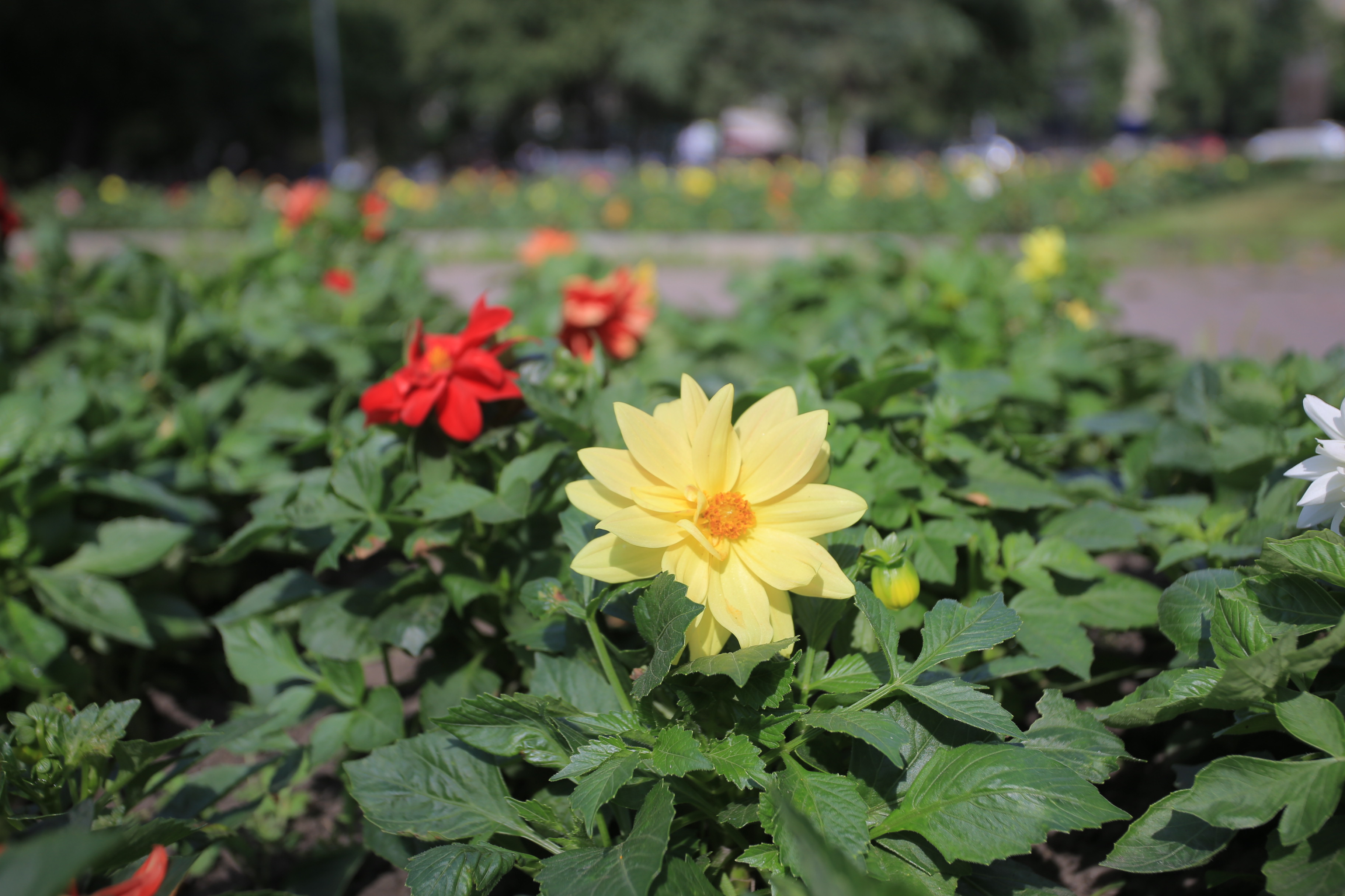 Клумбы в Нарымском сквере