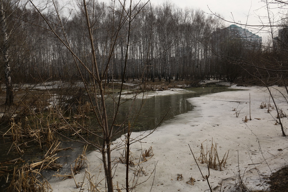 Пойма реки Каменки. Апрель 2022 года