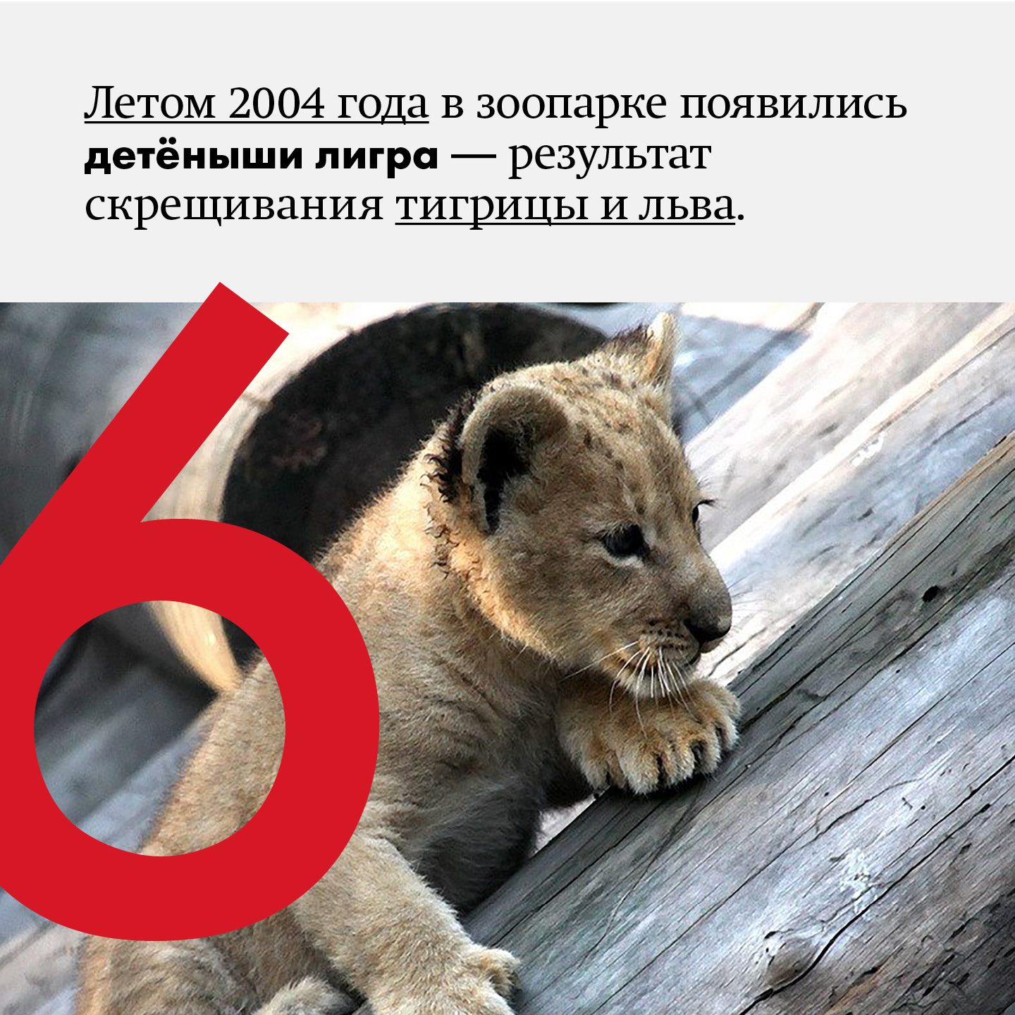 8 фактов про Новосибирский зоопарк