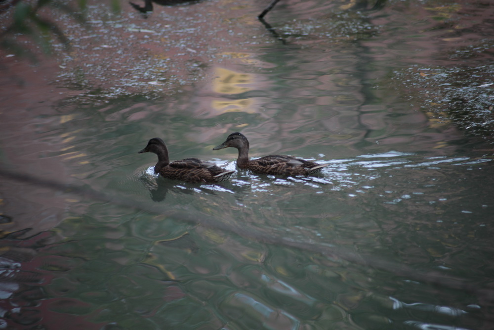 Будущий парк у Каменки. Июль 2023 года