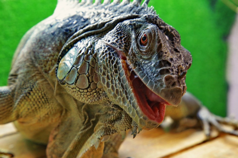 Игуана Леонид