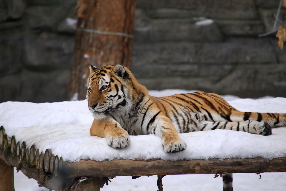 Амурский тигр Максимус