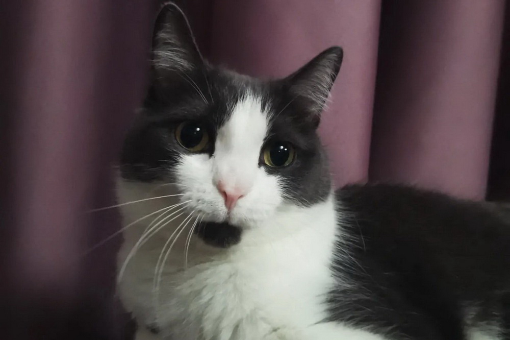 Василий-Колбасилий