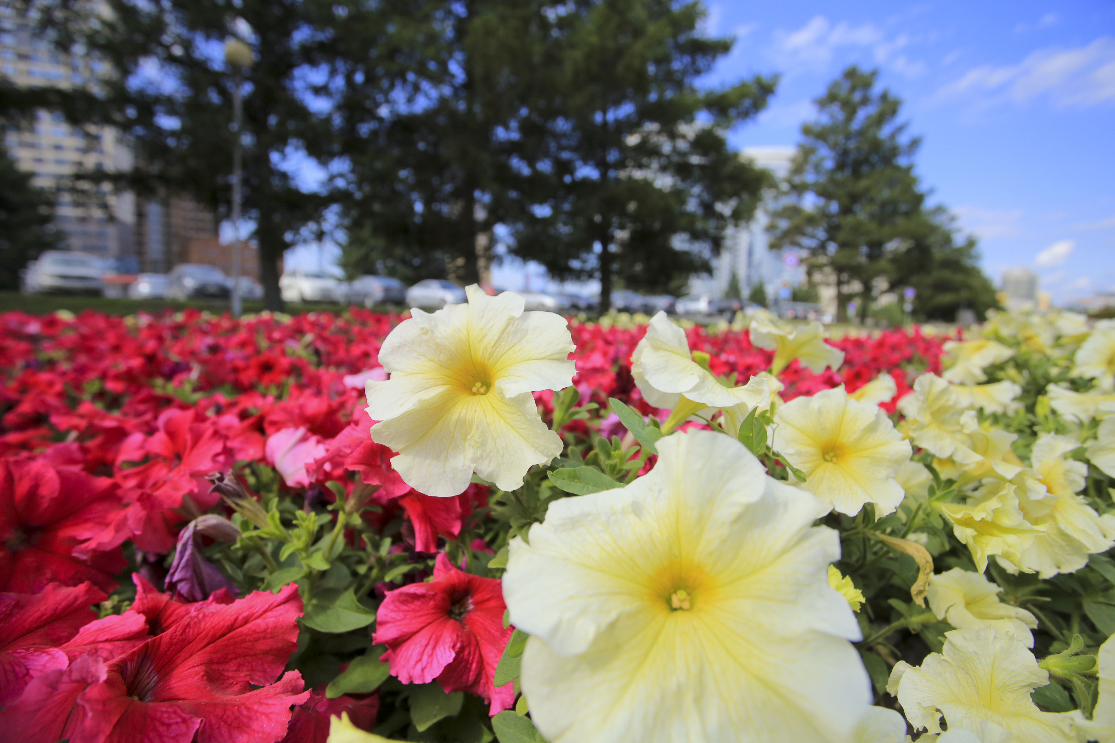 Клумба на Кирова, 3