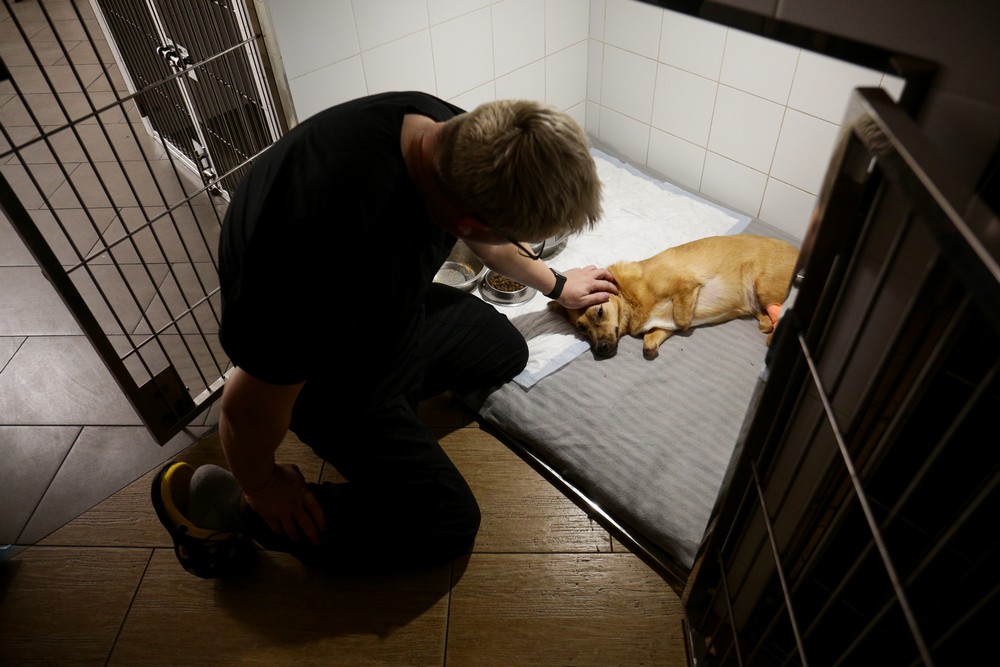 Собака на лечении в ветклинике. Сентябрь 2021 года