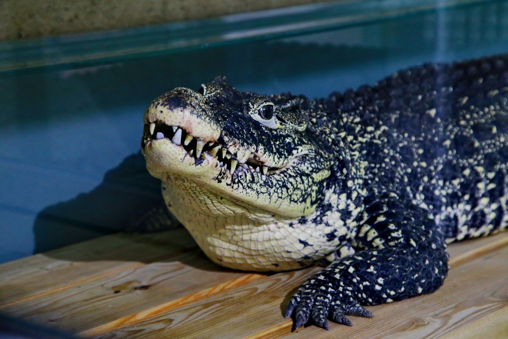 Крокодил Кузя