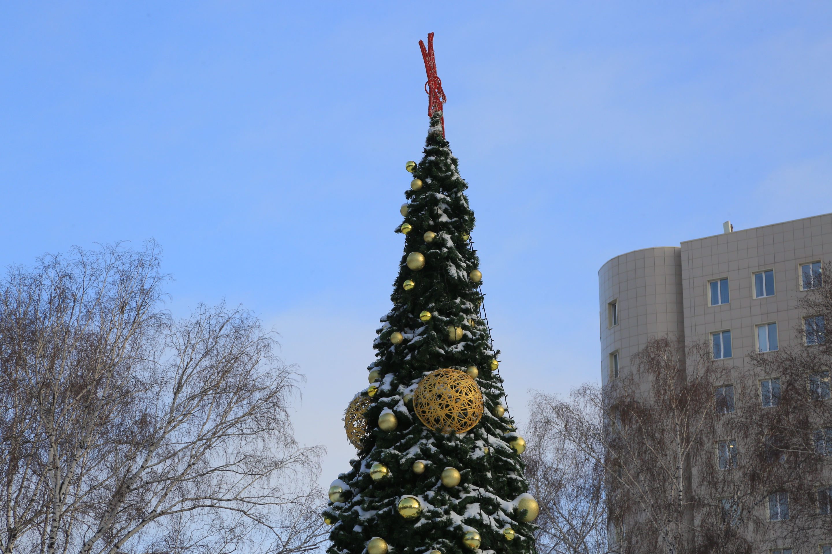 Ёлка в парке Берёзовая роща