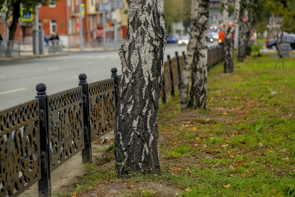 Начальник отдела сопровождения озеленения и благоустройства общественных пространств мэрии Новосибирска Светлана Гижицкая