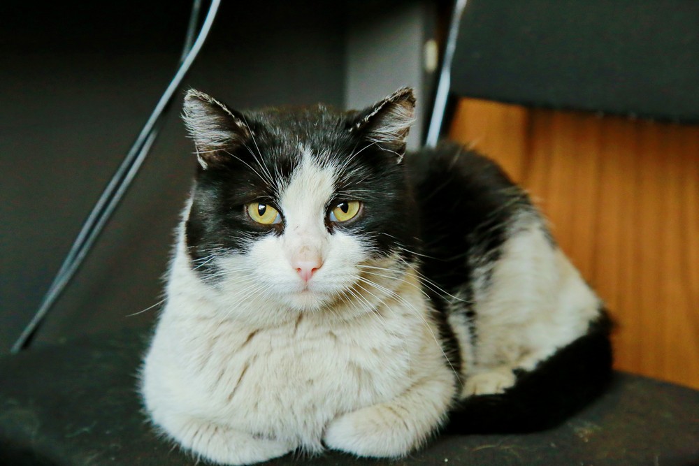 Кот Гидрант