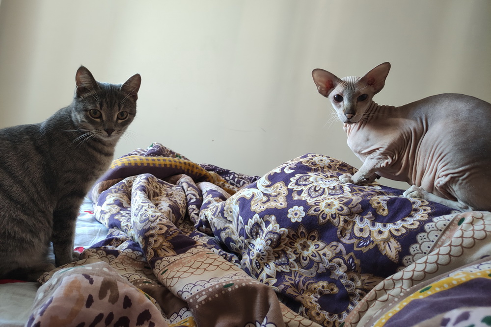 Черчилль и Оливия