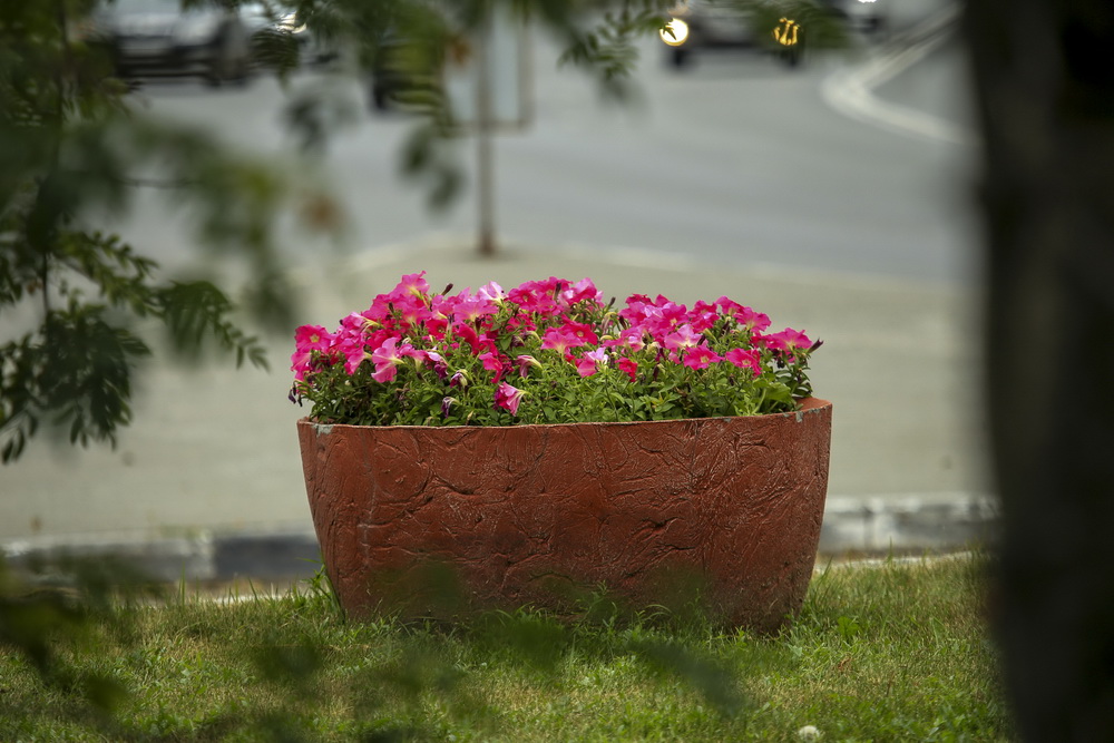 Клумбы в сквере имени Чаплыгина