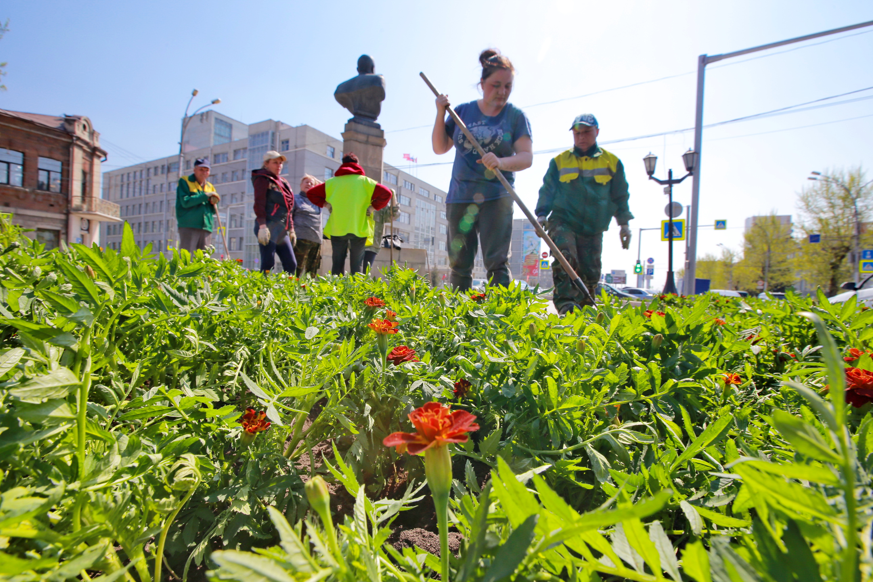 Ярко-красные бархатцы высадили у памятника Покрышкину в Новосибирске
