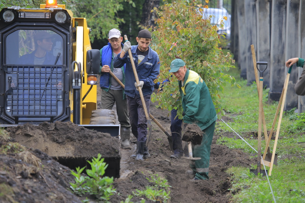 Зелёную стену из 77 лип создают в сквере Героев Революции. Август 2020 года