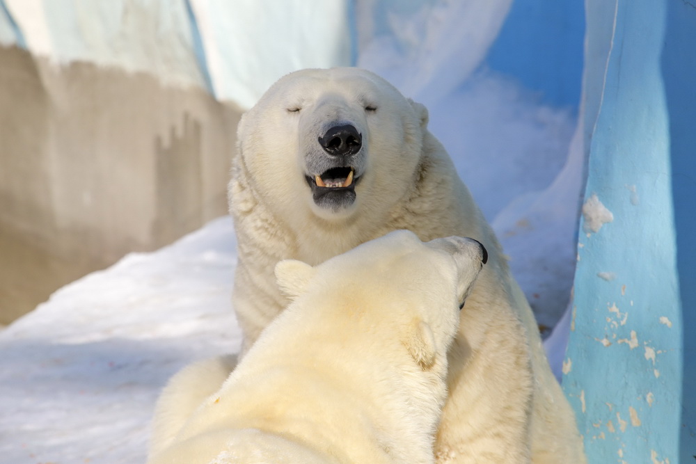 Кай и Герда после двухлетней разлуки