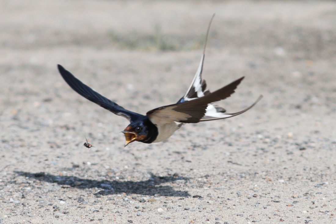 Деревенская ласточка (Hirundo rustica). Вес — 16-22 г, длина — 17-23 см, размах крыльев — 32-34,5 см