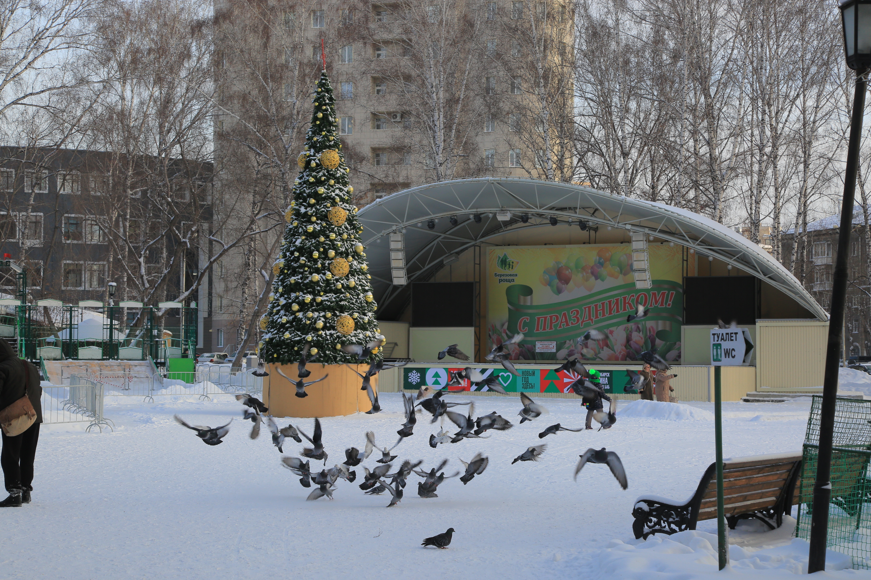 Ёлка в парке Берёзовая роща