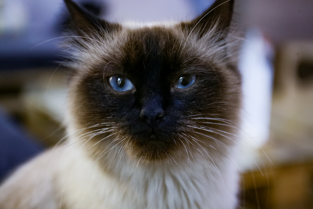 А это — представительница сиамской породы: голубоглазая Луна. Хотя есть в ней что-то и от бобтейла. У кошки необычно короткий хвостик, за которым невозможно угнаться. Луну нашли в Академгородке, но хозяева не откликнулись. Значит, повезёт с новыми.