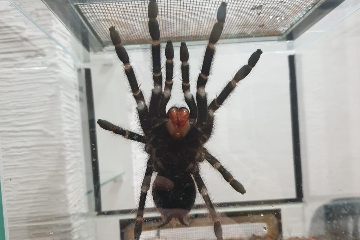 Паук-птицеед Батори