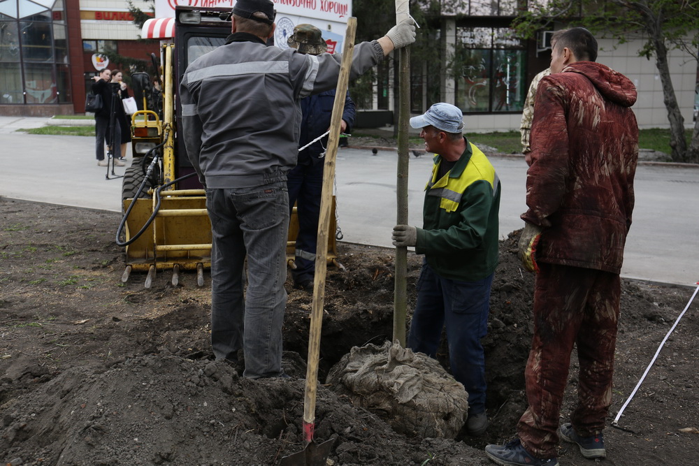 Высадка лип на Вокзальной магистрали. Май 2022 года
