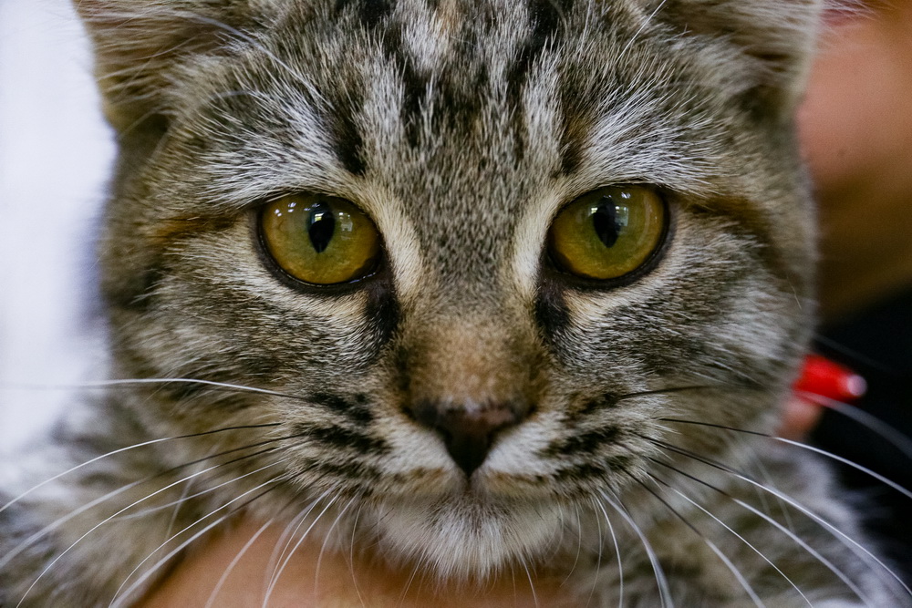 Ну и самый маленький герой — котёнок Крис. Это девочка, ей несколько месяцев. Её тоже нашли на улице, но она про это уже забыла. Малышка резвится с утра до вечера, перепробовала уже все кошачьи игрушки и пока что остановилась на пробке от молока.