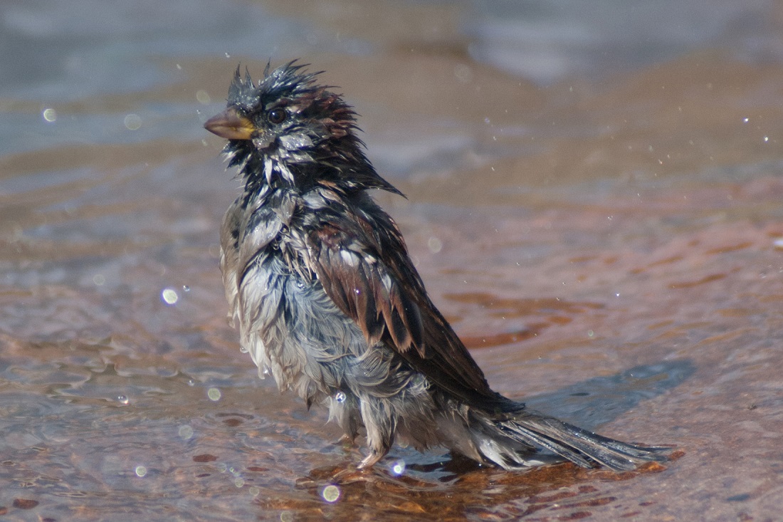 Домовый воробей (Passer domesticus). Вес — 21-37 г, длина — 14-18 см, размах крыльев — 22-26 см
