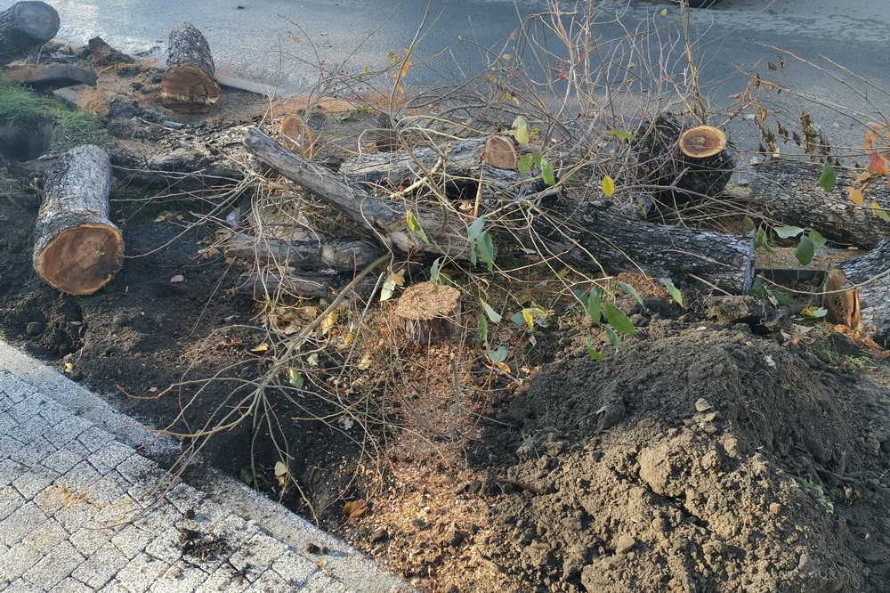 Замена деревьев возле Первомайского сквера