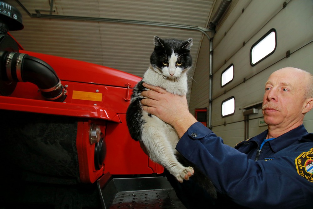 Кот Гидрант