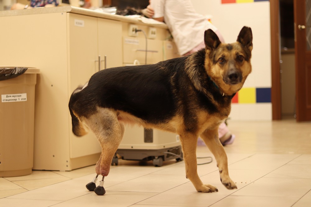 Собаке Брунгильде сделали новые лапы. Июль 2021 года