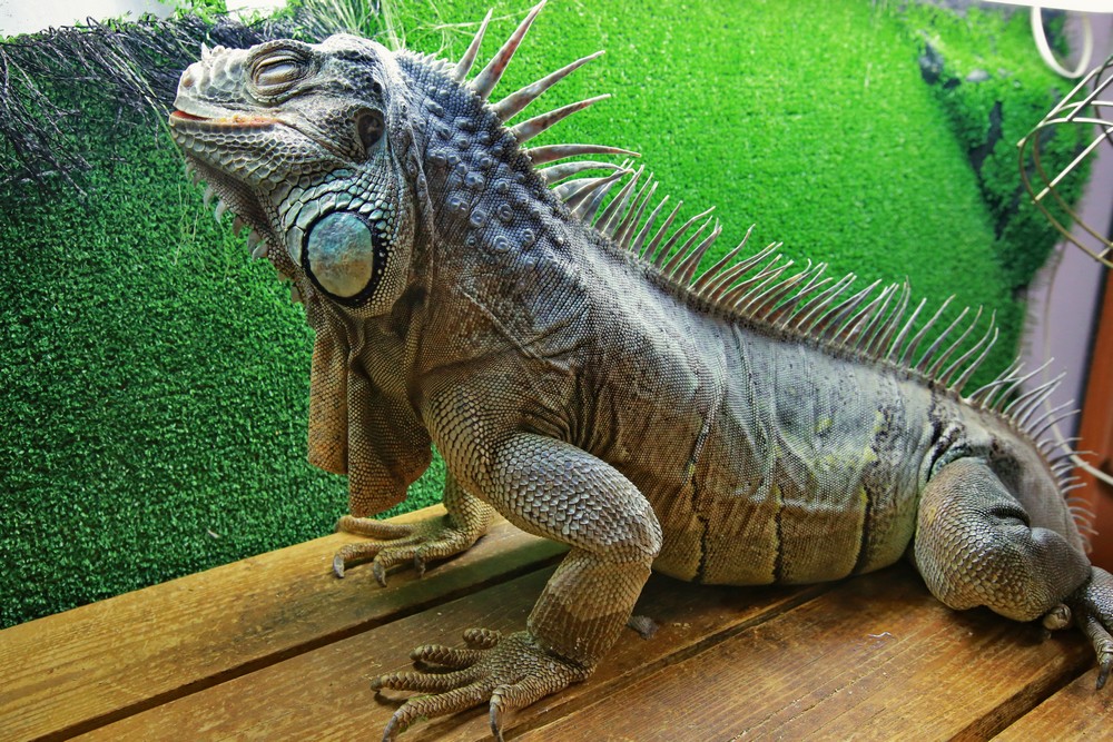 Игуана Леонид